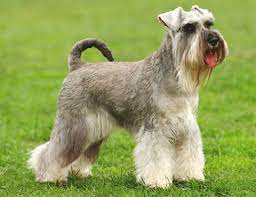 Life Span Of Standard Schnauzer