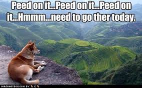 I Has A Hotdog Shiba Inu Shiba Inu Dog Heaven Shiba Inu Funny Animal Memes