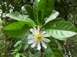 Image result for Achariaceae