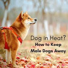How To Keep Male Dogs Away From Females In Heat Pethelpful