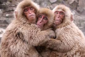 Three Monkeys Hd Wallpapers Free Download Wallpaperbetter Fully animated three wise monkeys change their positions while screens swipe! three monkeys hd wallpapers free