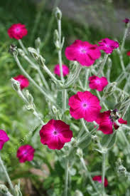Je vous fait découvrir mes coquelourdes des jardins.une magnifique fleur velour.a mettre absolument dans son jardin. Coquelourde Des Jardins Le Biau Germe