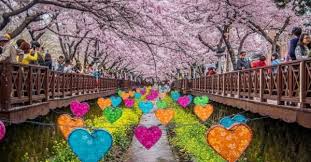 Tak hanya saat musim semi, juga saat musim panas, korea selatan memiliki destinasi cantik yang wajib dikunjungi minasan saat berwisata. 7 Destinasi Hits Korsel Kunjungi Jinhae Lihat Hamparan Bunga Sakura