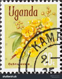 Image result for Ochna ovata