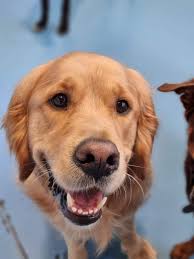 Doggy daycare is the best invention ever