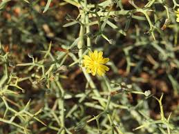 Image result for Launaea cornuta