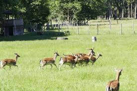 400 hektar große englische garten beim jagdschloss eulbach. Bergstrasse Odenwald Englischer Garten Zu Eulbach