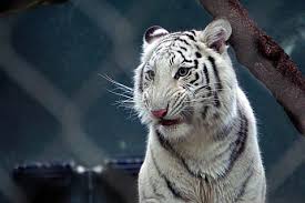Come with papers including a one year health guarantee.we ship and 24/7 customer support. Royalty Free Female Tiger Photos Free Download Piqsels