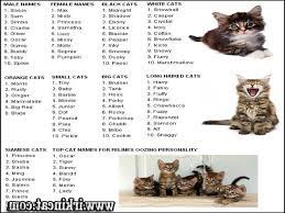 Orange cats are known for their awesomely adaptable personalities and cool demeanors. Orange And White Cat Names