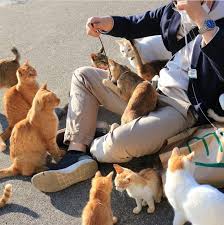 Aushima Kedi Adasi Sevimli Kediler Kedi