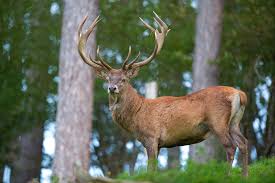 Mon amour pour les cerfs/biches/faons et bambi Cerf Elaphe Wikipedia