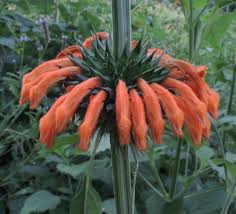 Image result for Leonotis myrothamnifolia