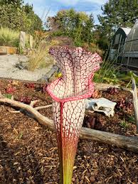 Image result for Nesaea sarcophylla