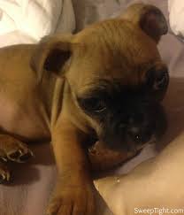 Mixed breed dogs like the boston terrier and pug mix are the offspring of two different purebred breeds. Meet Grumpy Our New Pug Boston Terrier Puppy A Magical Mess