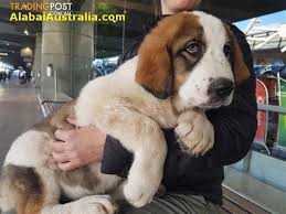 Satisfied dog breed alabai on photo. Purebreed Central Asian Shepherd Alabai Ovcharka Puppies