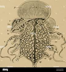 The porifera and coelentera . Fio. iSb.—Stephalia corona, a young colony.  (After Uaockel.). Fio. 4(^i:—Strphali(( cnromi, roloiiy in section. (After  Ilaickel.) nn, iiioutli of tin- i«iiiii:iryvaslrozooid, tlio cavity of  wliich is contiiiiiou.s