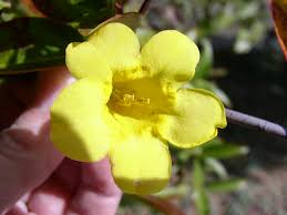 Image result for Gelsemium