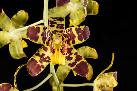 Image result for Ansellia africana