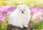 Pomeranian Puppies for Sale - Next Day Pets