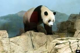 Image result for Pandiaka confusa