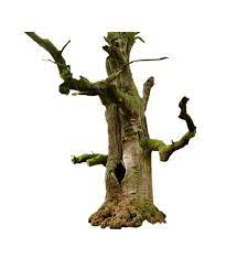 Pin By Alex On Png Old Tree Tree Png
