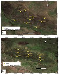 Image result for Dichilus reflexus