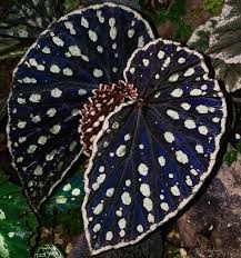 Image result for Begonia loranthoides