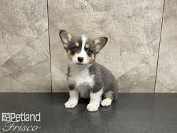 Our pembroke welsh corgi puppies for sale are spirited athletic and dependable. Pembroke Welsh Corgi Dog Female Blue Tri 3036537 Petland Frisco Tx