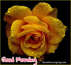 You can also browse our previous collection of beautiful i love you images with roses. Beautiful Good Morning Rose Flowers And Coffee Images Hd For Whatsapp And Facebook