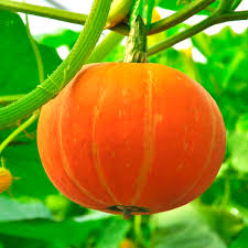 Image result for Cucurbita