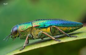 Image result for Chrysochloa