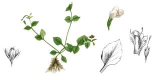 Image result for Vandellia subracemosa