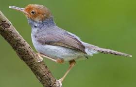 Burung flamboyan jantan bisa merekam suara burung flamboyan gacor atau bisa menirukan suara burung dengan kualitas terbaik. Download Suara Burung Prenjak Mp3 Lumut Kepala Merah Jantan Betina Dll Portal Informasi Kicau Mania Indonesia Terpercaya