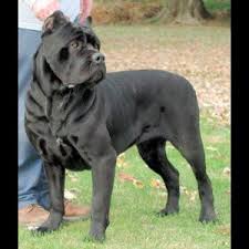 Puppyfinder.com is your source for finding an ideal puppy for sale near columbus, ohio, usa area. Cane Corso Breeder In Ohio Cane Corso For Sale Italian Mastiff Cane Corso Cane Corso Breeders Cane Corso For Sale