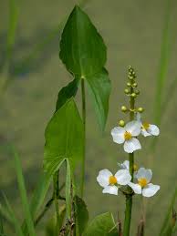 Image result for Alismataceae