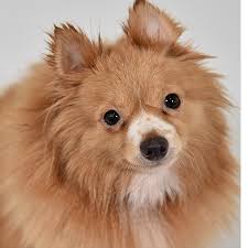 Our goal is to provide you and your pets with the best organized by peggy adams animal rescue league and palm beach county animal care and control, the countdown 2 zero adoption event is. 1 000 Lives Saved Peggy Adams Animal Rescue League