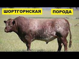 Шортгорнская порода коров описание характеристики содержание и разведение отзывы 8212