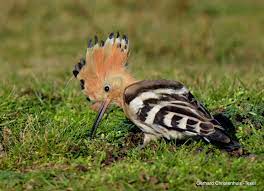 de hop vogels de hop vogel foto s vogels vroege vogel