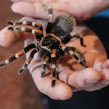 Kaum zu glauben, dass der giftigste pilz der welt auch in unseren gefilden heimisch ist. Spider World Kommt Nach Dortmund Darum Sollen Angsthasen Profitieren Dortmund