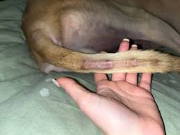 Image result for what do Mallophaga look like in dog fur