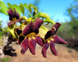 Image result for Markhamia zanzibarica