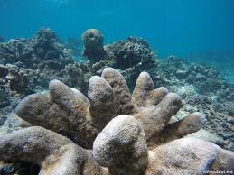 Bagi pecinta bawah laut, labuan bajo menghadirkan surga bawah laut yang menawan. Melihat Keindahan Alam Bawah Laut Gili Trawangan