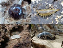 Check spelling or type a new query. Woodlouse Wikipedia