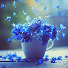 778 sfondi 4k ultra hd di fiori. Mobile Background Hd 4k Blue Flowers In A Cup Fiori Rosa Fiori Buongiorno Fiori