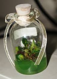 Image result for plant tissue culture