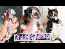 Learn How Baby Kittens Grow 0 8 Weeks Youtube