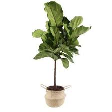 Indoor Plants Garden Plants Flowers The Home Depot Floor Plants Plants Fiddle Leaf Fig