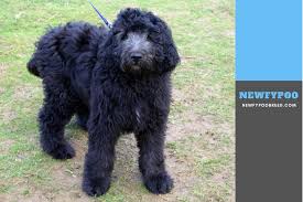 He is the perfect mix of cute and fun! Newfypoo Posts Facebook