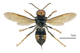 Image result for Melhania velutina