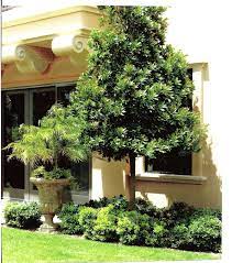 Japanese Blueberry Ornamental Tree Hardy Resilient Universal Landscape Inc Www Universald Mediterranean Garden Design Blueberry Tree Backyard Landscaping